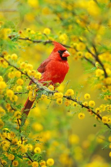 sa_1586355946el cardenal flores